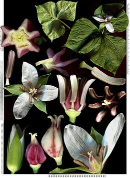 Vorschaubild Trillium erectum var. album (Michx.) Pursh